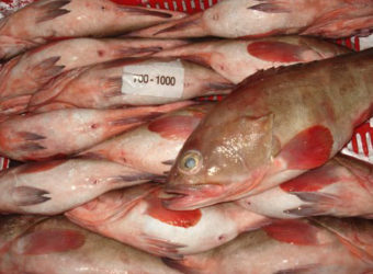 red-grouper-image