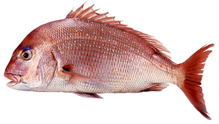 seabream-red
